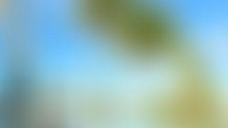 Tall palm trees reflected in a tranquil pond under a clear blue sky. A small pavilion is in the background, creating a serene tropical scene.