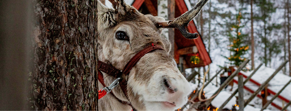 Reindeer with antlers near a tree, adorned in a red harness. Snowy background with a red-roofed cabin and Christmas lights. Cozy setting.