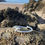 Thumbnail: Elegant torque bangle photographed on rocks in natural light