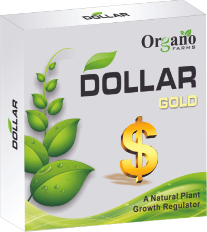 DOLLAR GOLD