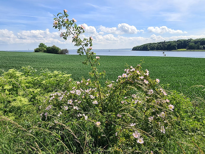 østersøruten