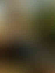 DFW Senior Portraits young man sitting under tree playing guitar. warm hues