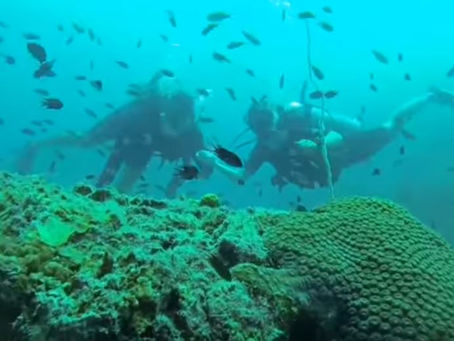 Eco-friendly Diving in Koh Tao: New Heaven Dive School