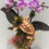 Thumbnail: Small Orchid Arrangements