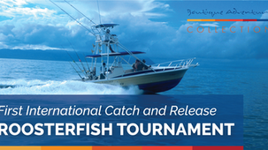 Crocodile Bay to Host First International Catch and Release Roosterfish Tournament