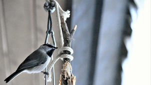 Lone Mountain Ranch Celebrates ‘Year of the Bird’