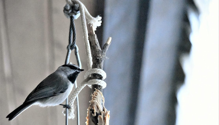 Lone Mountain Ranch Celebrates Year Of The Bird Igs Corporate