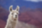 Llama Trek