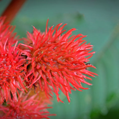 שמן קיק שימושים ותועלות