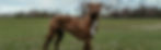 Muscular brown dog standing in a field and looking at the camera