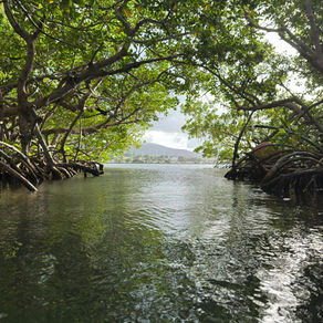 La Mangrove, poumon du lagon : comprendre son rôle vital