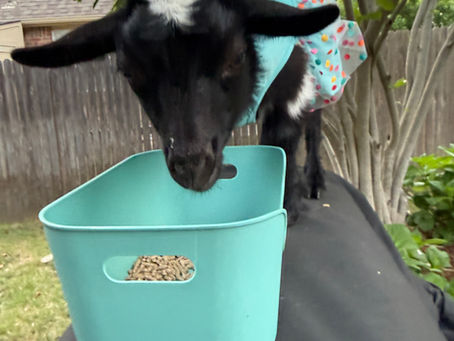 Full Hearts, Happy Hooves, and a Weekend Full of Smiles | Goat Grams in Oklahoma