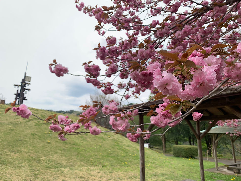 yasuraginosato sakura No.2