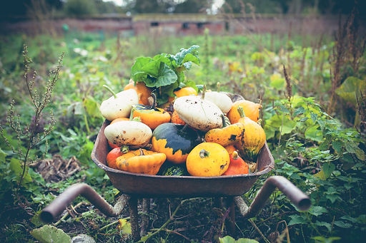 Home Grown Squash_edited.jpg
