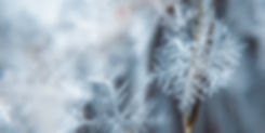 flocon de neige