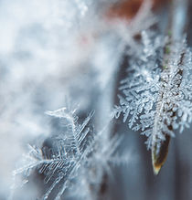 Rockland County Winter Pest Conrol