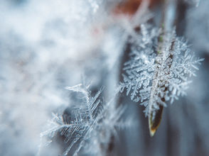 Unique Paths, Shared Purpose: What Snowflakes Teach Us About Culture