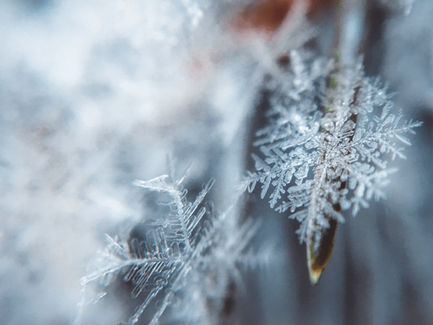 INVIERNO – ALIMENTACIÓN