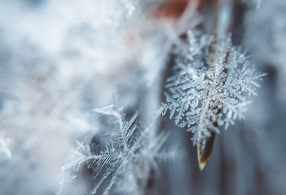 Close-Up Snowflakes