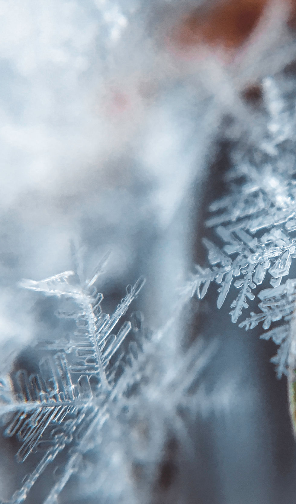 flocon de neige