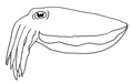 Sepiidae Transparent.png