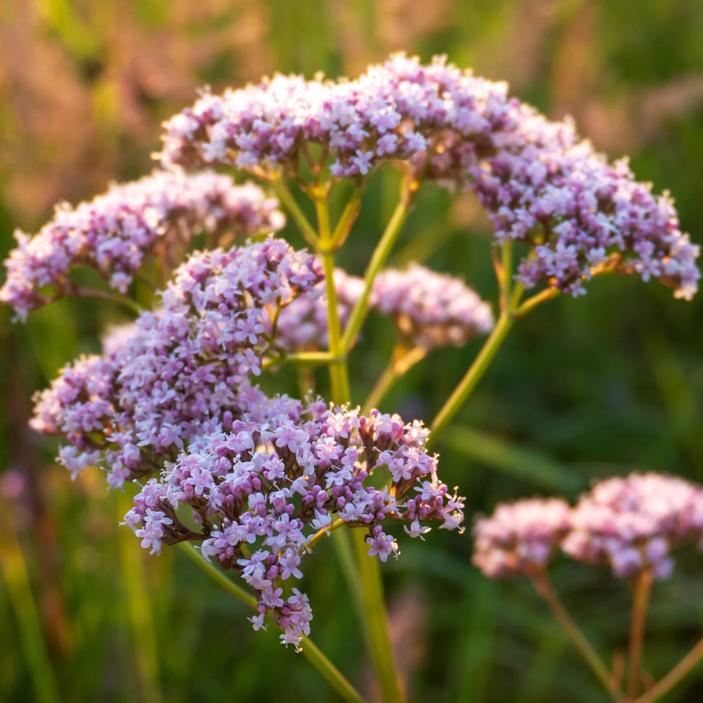 HerbalLibrary_Hero_Valerian_1400x1400_d733fff2-bc48-4739-8aa4-c4ccb6434354.webp