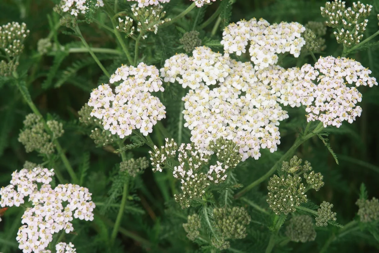 yarrow.webp