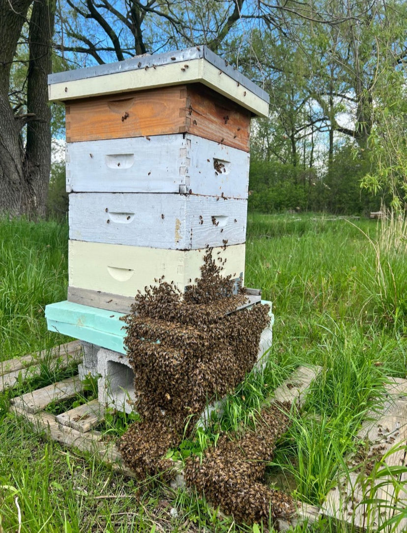 Bee Swarm 