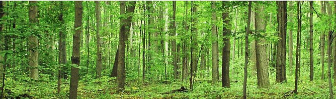 STORIES of the RESTORATION 00.JPG