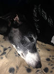 Dog Boarding & Pet sitting service Brighton
