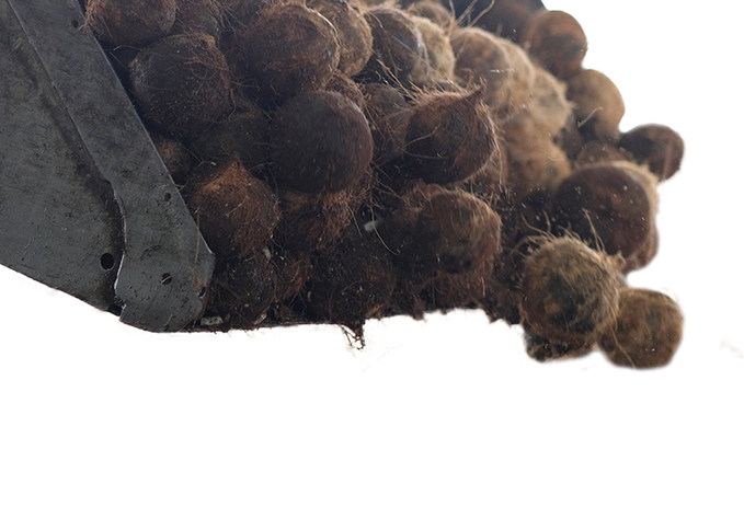 coconutprocessing(edited).png