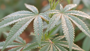 How Hemp Wellness Products Benefit Your Life: Unlocking Nature’s Chill Pill