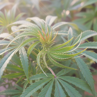 Enhance Your Wellness Routine with Hemp Wellness Solutions