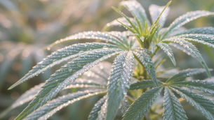 Why Choose Hemp for Your Wellness Needs: Unlocking Hemp Product Benefits