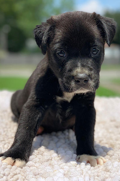 Make some furry friends while at CHEST 2019