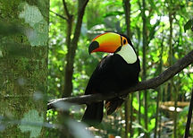 Parque das Aves