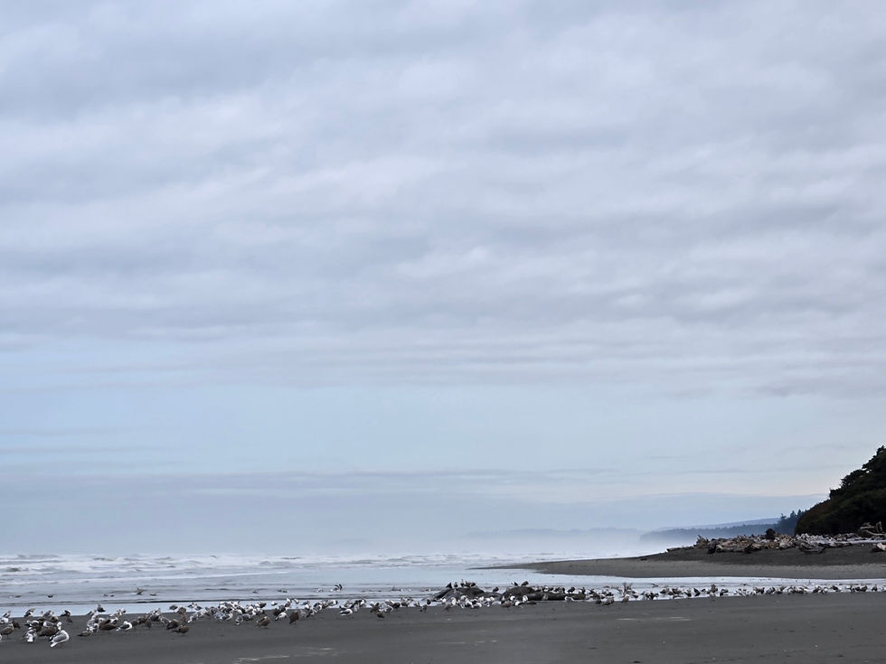 Beach at Kalaloch Lodge