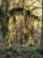 Hoh Rainforest