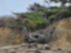 Tree of Life