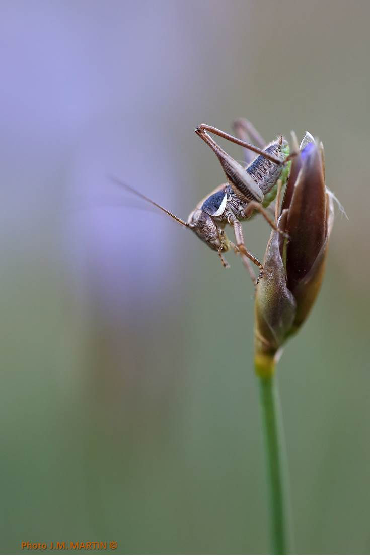 Pholidoptera sp.