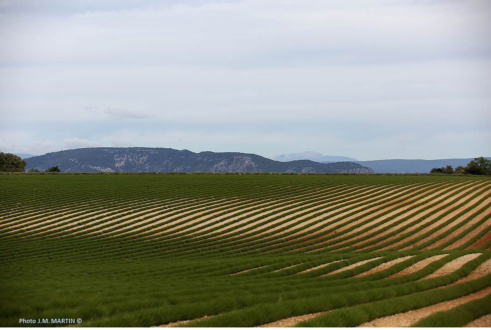 Obliques (plateau de Valensole)