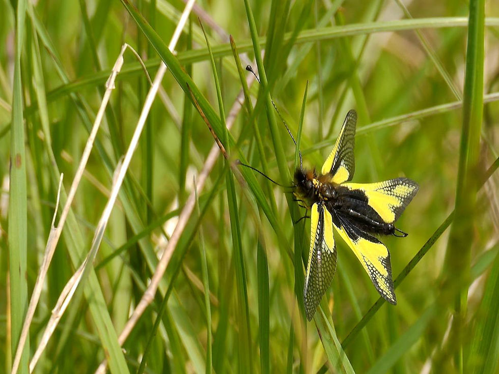 Libelloides_coccajus_-_Ascalaphe_soufré
