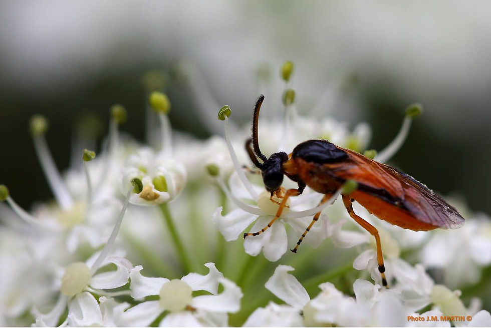 Arge cyanocrocea