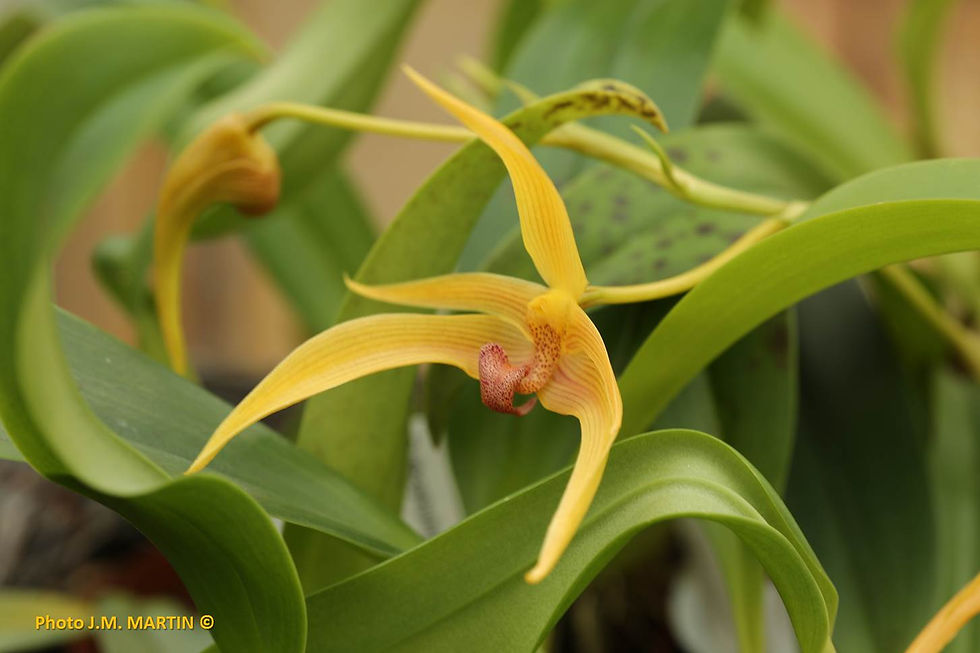 Bulbophyllum Franck Smith