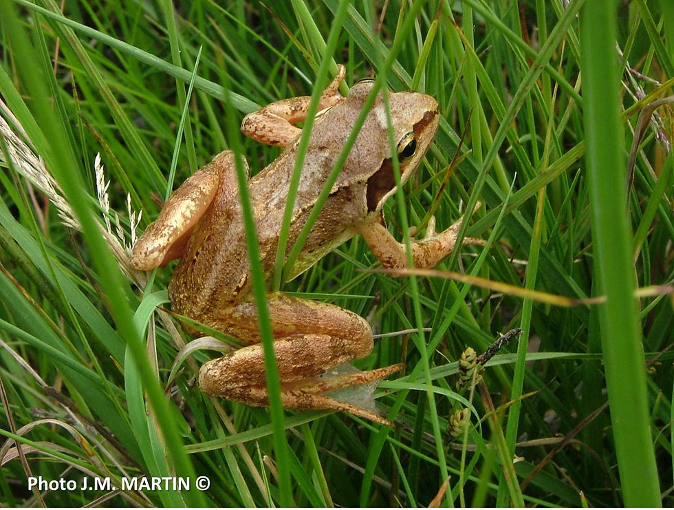 Rana dalmatina = Grenouille agile