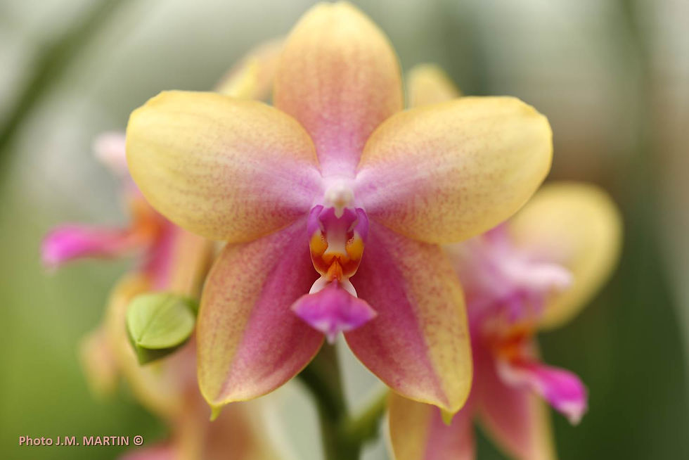 Phalaenopsis liopara