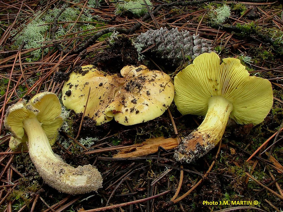 Tricholoma equestre