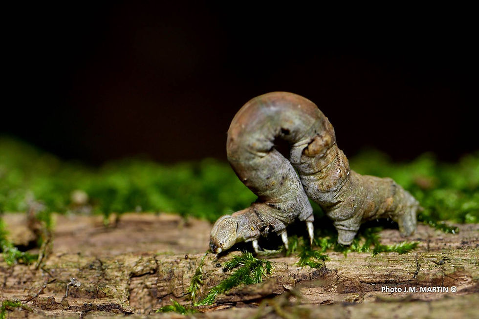 Chenille arpenteuse 2