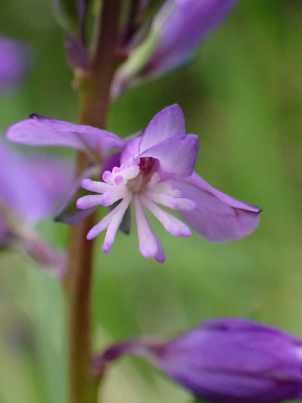 Polygala vulgaris 2022 (1)