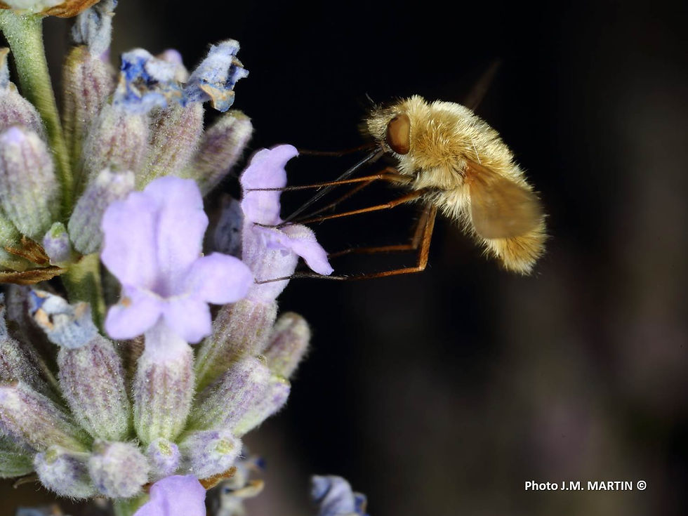 Bombylius major 3